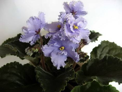 ЭльфийскийСад1